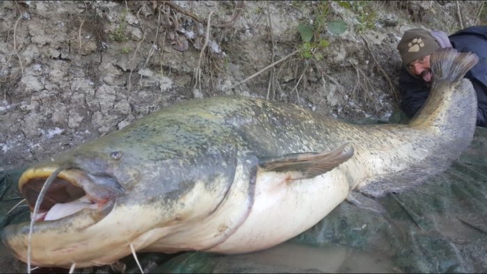 Kāds bija lielākais noķertais sams?