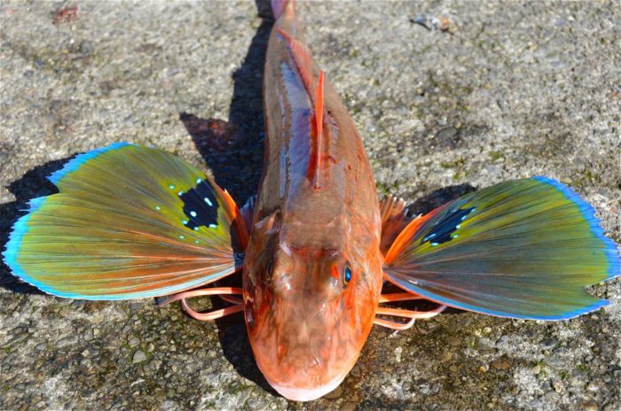 Lista y variedades de peces que viven en el Mar Negro: nombres y qué comen