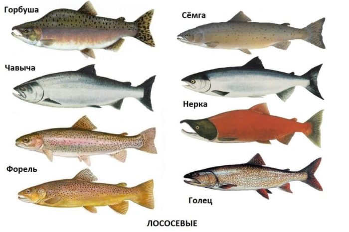 List of varieties of marine fish, what they are and their characteristics