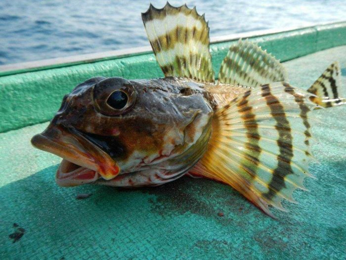 peixe goby do mar