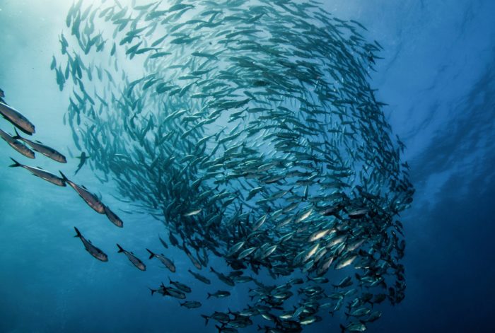 Liste et variétés de poissons vivant dans la mer Noire - noms et ce qu'ils mangent