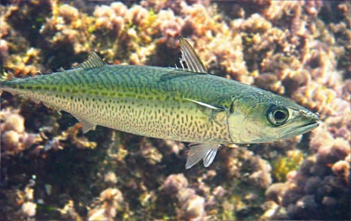 List of varieties of marine fish, what they are and their characteristics