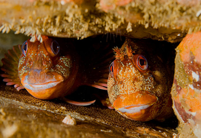 Liste et variétés de poissons vivant dans la mer Noire - noms et ce qu'ils mangent