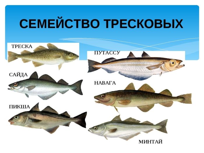 List of varieties of marine fish, what they are and their characteristics