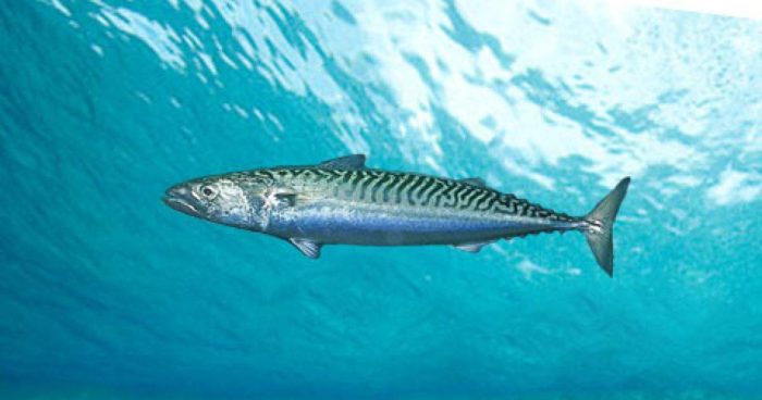 Seznam a odrůdy ryb žijících v Černém moři - názvy a co jedí