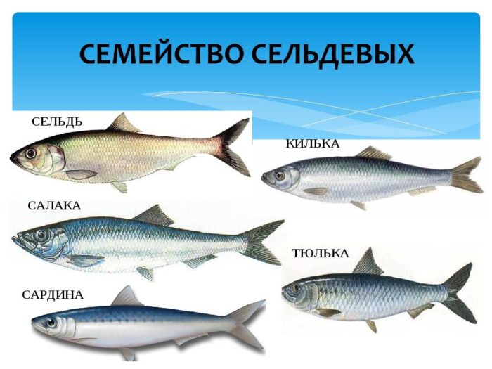 List of varieties of marine fish, what they are and their characteristics