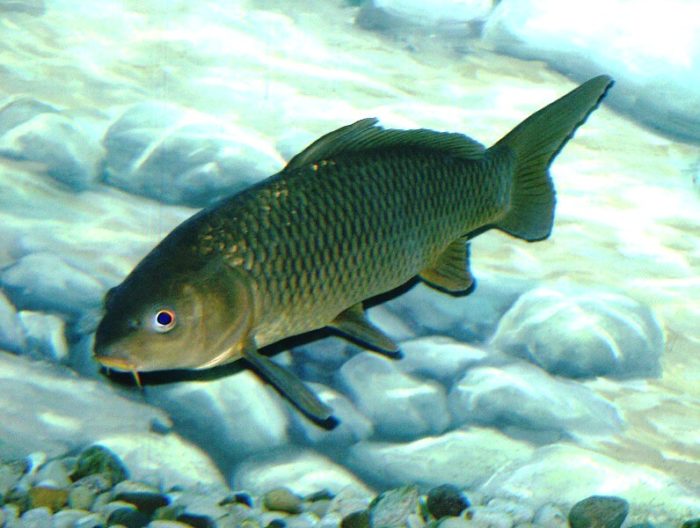 isda ng carp