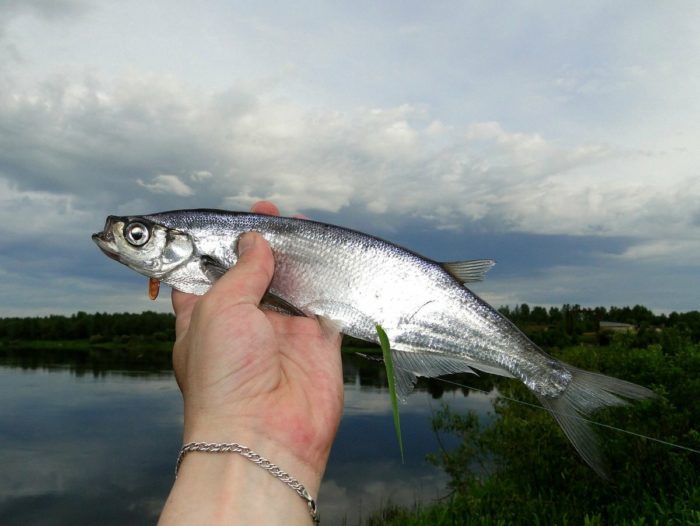 φωτογραφία sabrefish