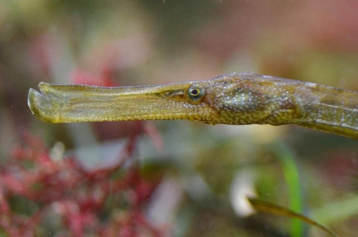 Lista y variedades de peces que viven en el Mar Negro: nombres y qué comen