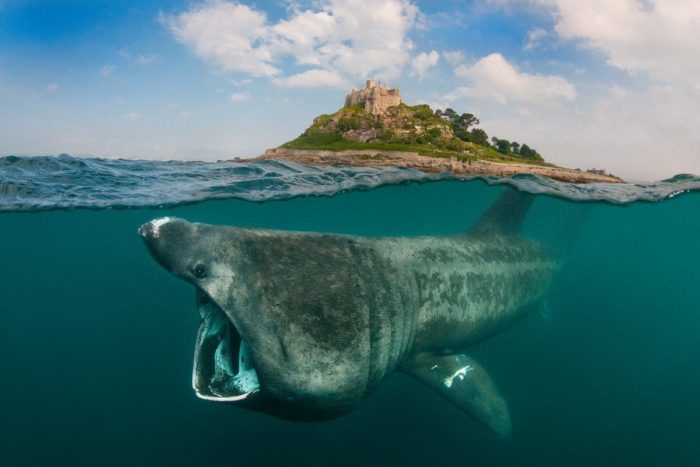 Description des 10 plus gros poissons du monde et caractéristiques des géants