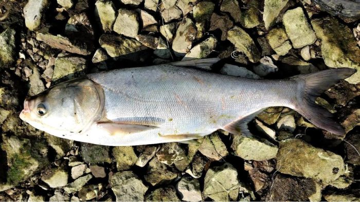 Puti o karaniwang silver carp na larawan