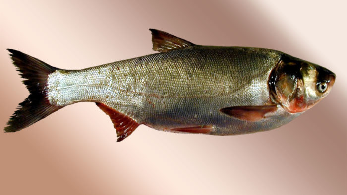 Puti o karaniwang silver carp na larawan