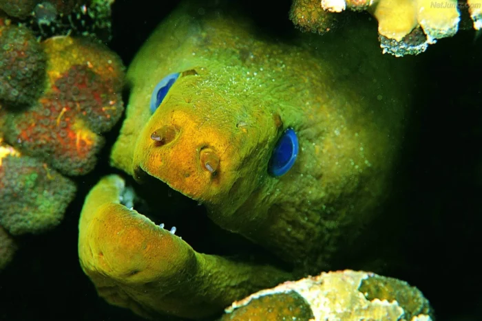 Isda ng moray eel