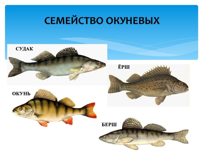 List of varieties of marine fish, what they are and their characteristics