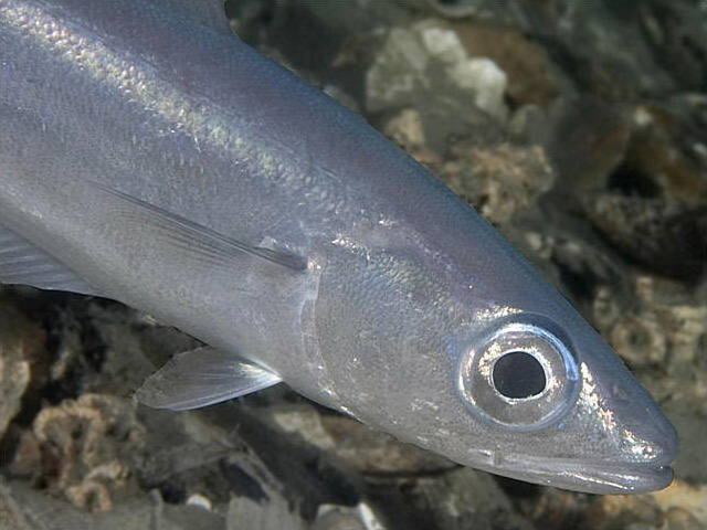 blue whiting fish live