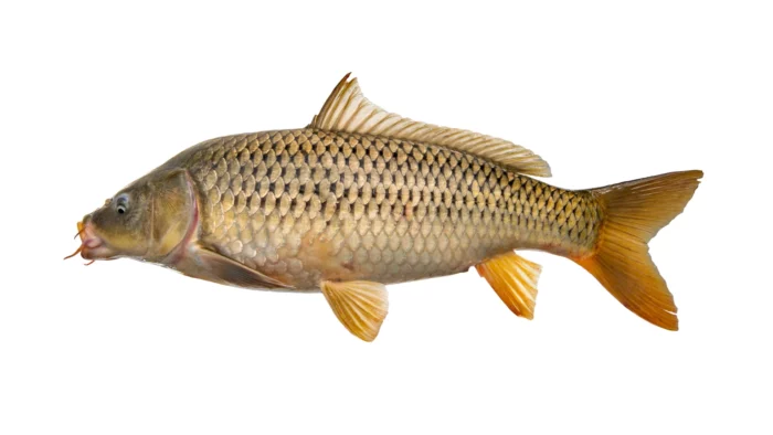 isda ng carp