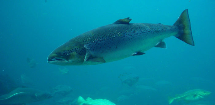 on es troben el salmó rosa a l'aigua?