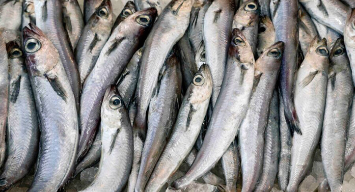 blue whiting fish