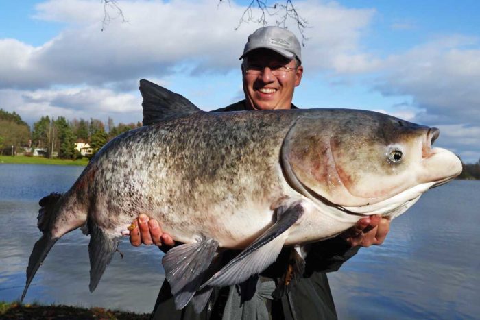 pesca de carpa platejada