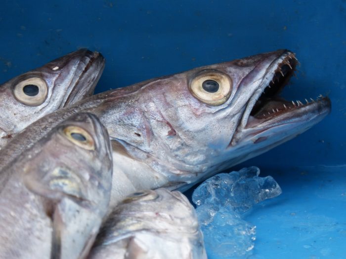 blue whiting fish