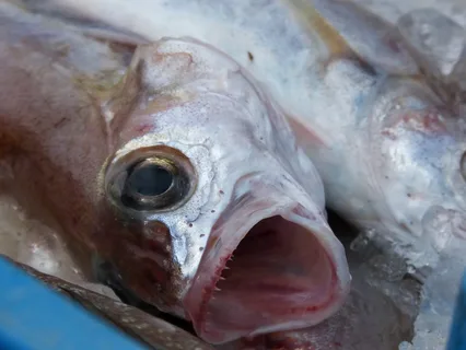 larawan ng blue whiting fish