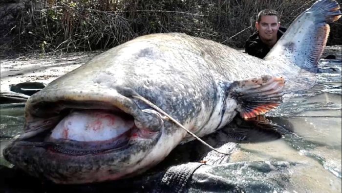 Ποια ήταν τα μεγαλύτερα γατόψαρα που αλιεύτηκαν; φωτογραφία