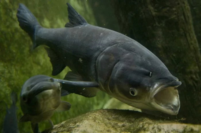 Silberkarpfen im Wasser