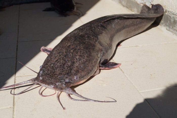 Larawan ng African catfish