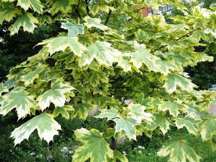 Norway maple drummondi