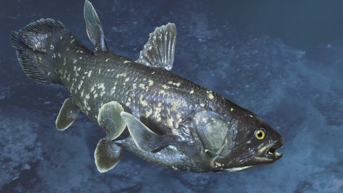 coelacanth ryby
