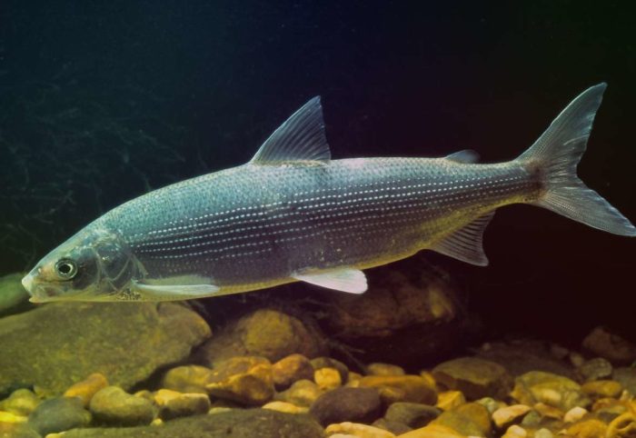 6 tipos de peixes populares encontrados nas águas do Baikal, suas descrições