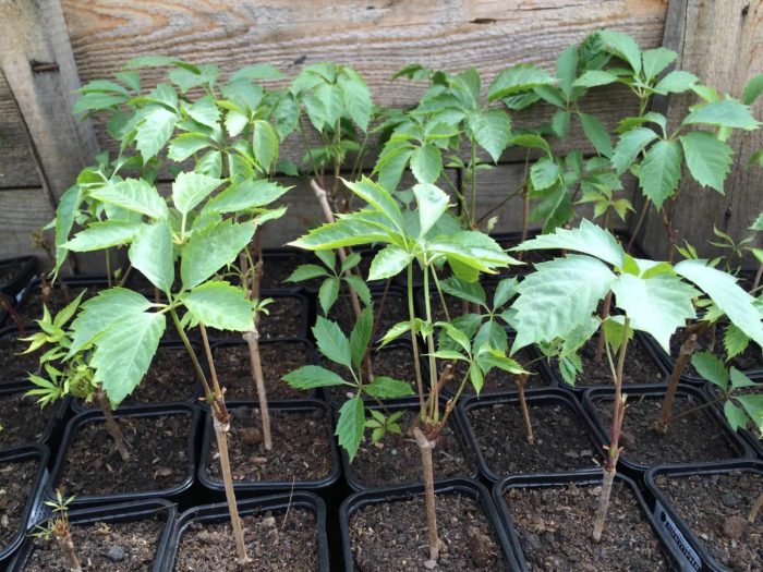 propagate wild maiden grapes