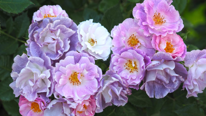 Varieties of purple and lilac roses with names and descriptions, their features