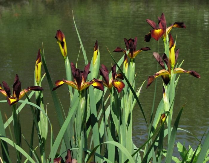 Iris Spuria