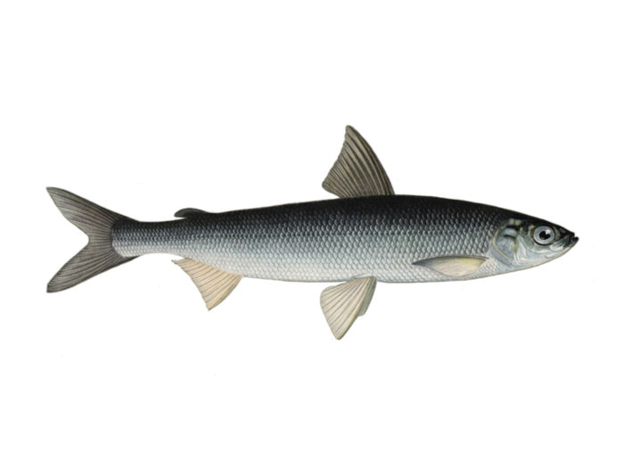 Seznam nejlepších 21 odrůd severních ryb, jejich popisy a kde se nacházejí