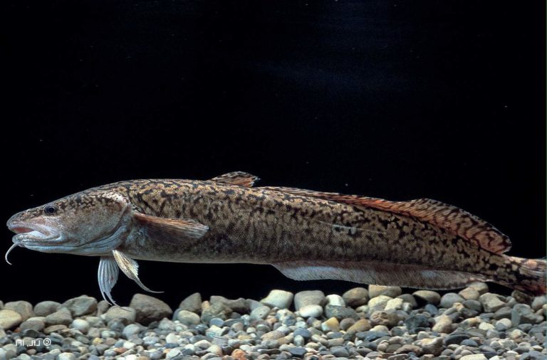 Predatory fish: list of 24 species, what they are and what they eat ...