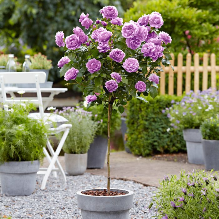 Varieties of purple and lilac roses with names and descriptions, their features