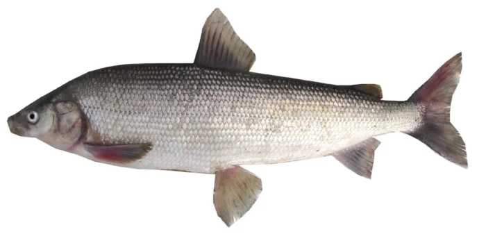 List of the top 21 varieties of northern fish, their descriptions and where they are found