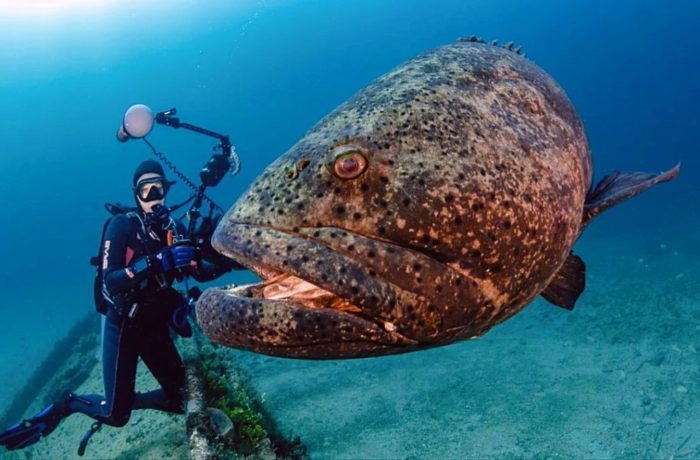 Die 31 schrecklichsten und hässlichsten Fische der Welt – ihre Beschreibungen und Eigenschaften