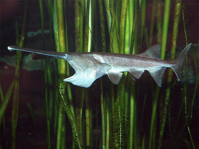 Fotka paddlefish