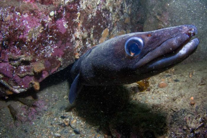 Listahan ng 24 na species ng mandaragit na isda, kung ano sila at kung ano ang kanilang kinakain, mga paglalarawan