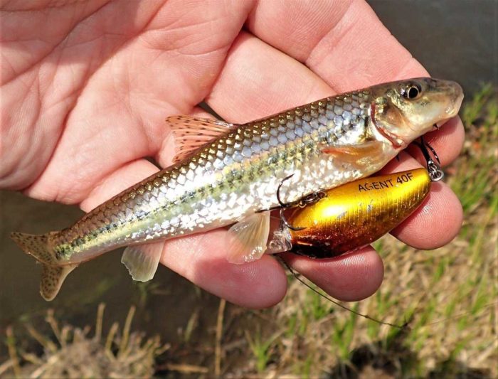 φωτογραφία ψαριού gudgeon