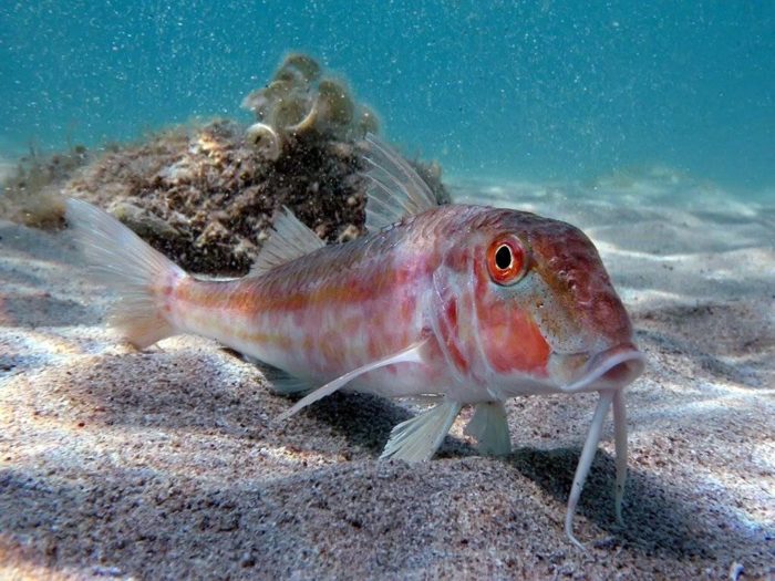 mullet fish photo