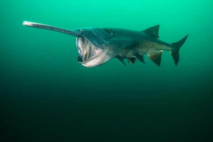 Φωτογραφία Paddlefish