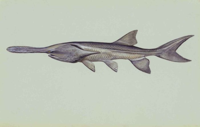 paddlefish