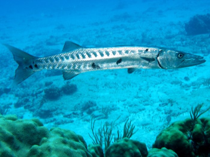 φωτογραφία ψαριού barracuda