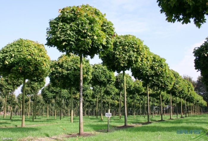 Norway maple globosum