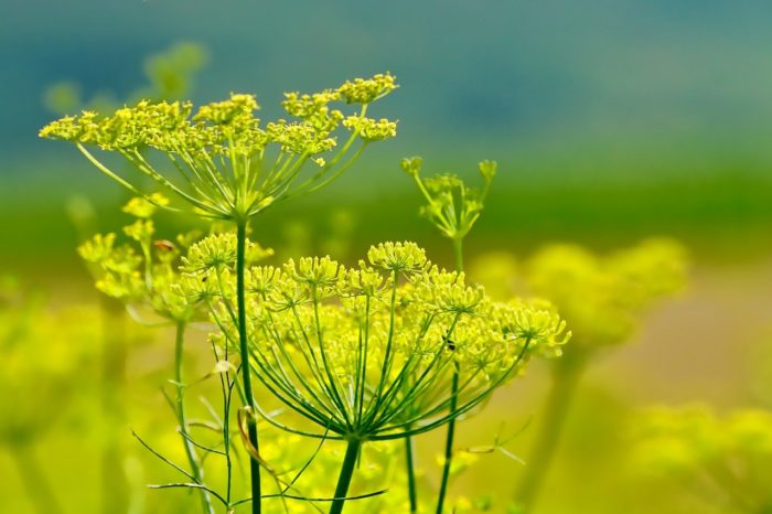 Unterschied zwischen Anis und Fenchel