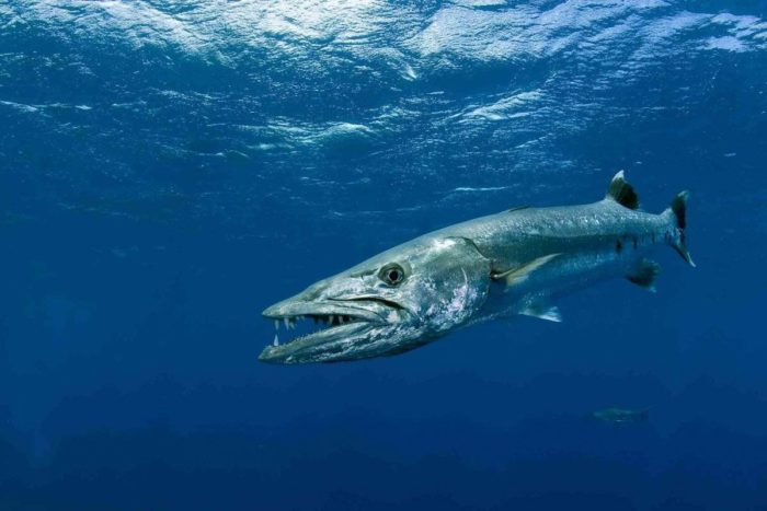 larawan ng isda ng barracuda