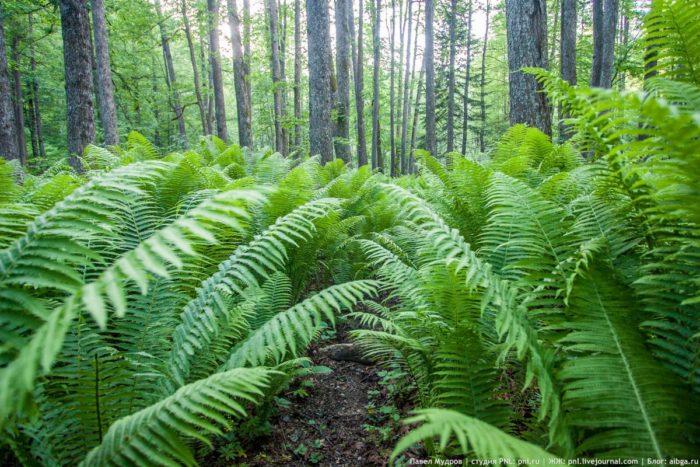 WELCHER FARN WÄCHST IM WALD: WILD, WALD